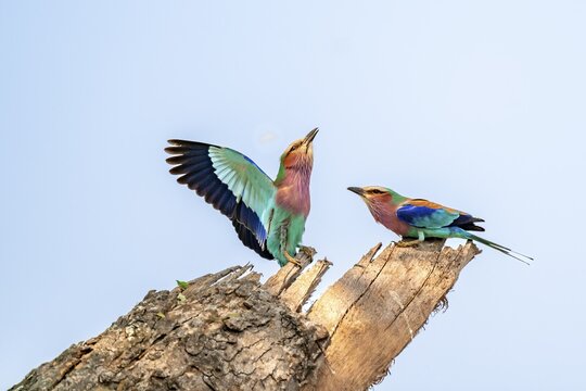 Forked Roller (Coracias caudatus), with open wing, mating behaviour, two birds on a branch in front of a blue sky, Kruger National Park, South Africa