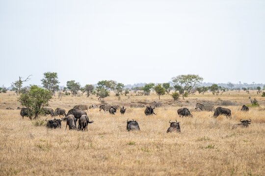 Blue wildebeest (Connochaetes taurinus) herd in dry grass, African savannah, Kruger National Park, South Africa