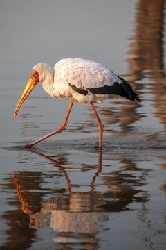 Glutton (Mycteria ibis) foraging in the water, in the morning light, with reflection, Sunset Dam, Southern Kruger National Park, Kruger National Park, South Africa