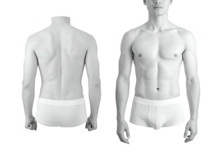 Fototapeta premium Full male torso views front and back, anatomically detailed