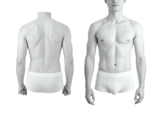 Full male torso views front and back, anatomically detailed