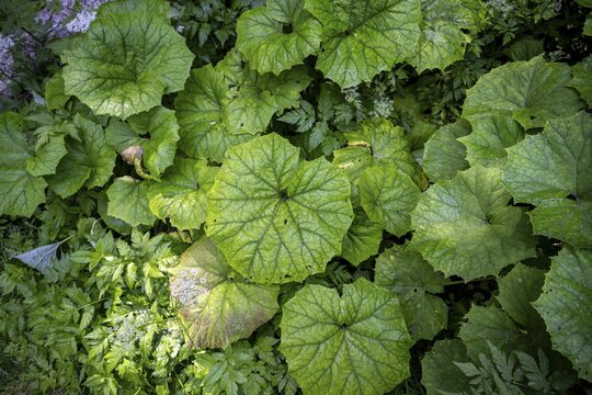 Butterbur (Petasites hybridus), Umbaltal, Hohe Tauern, East Tyrol, Tyrol, Austria