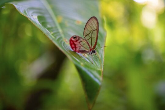 Glasswing butterfly, Costa Rica