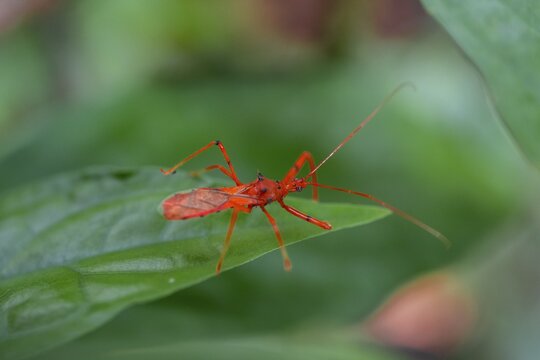 Red predatory bug, Costa Rica