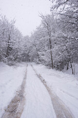 Fototapeta premium Snow covering forest road with tire tracks