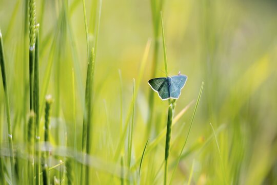 Blue butterfly (Polyommatus icarus) in meadow, macro photograph, Tyrol, Austria