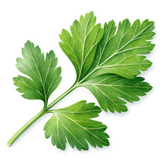 Fresh Green Parsley Sprig Isolated on White Background.