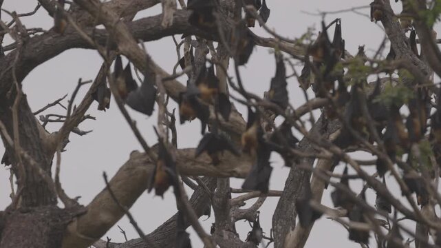 Large colony of Indian flying foxes Pteropus medius roosting on a tree in tropical forest, showing natural wildlife behavior. Animal footage in Slow motion video. ProRes 422 10 bit C-LOG video.