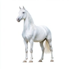Obraz premium Majestic White Horse Standing Gracefully in an Open Field with Soft Natural Lighting and Clear Blue Sky