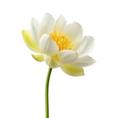 Obraz premium Elegant White Lotus Flower Blooming in Natural Environment Capturing Serenity and Beauty of Nature