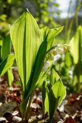 Obraz premium Closeup of flowering Lily of the valley plants (Convallaria majalis)