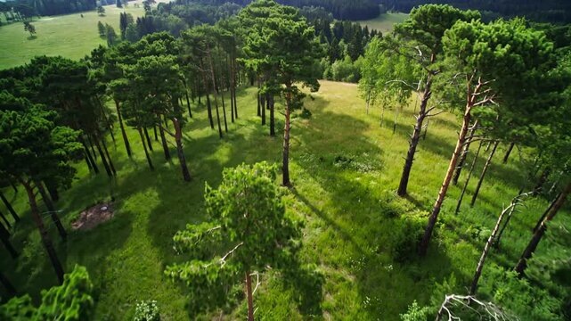 Aerial view of a lush green forest with tall pine trees casting shadows on the vibrant grass below
