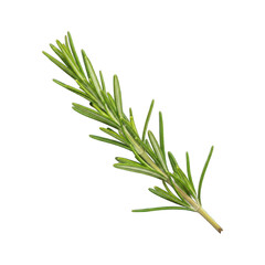 Obraz premium Vibrant Green Fresh Rosemary Sprig with Aromatic Leaves Isolated on Black Background, Perfect for Culinary, Herbal, and Spice Related Projects