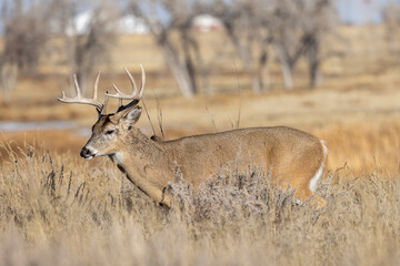 Buck Whitetail Deer During the Rut in Colorado in Autumn