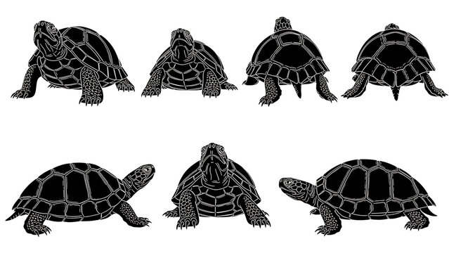 Collection of turtle silhouettes isolated on transparent background