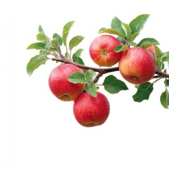 Obraz premium Fresh Red Apples on Branch with Green Leaves Isolated on White Background Perfect for Nature and Healthy Food Themes