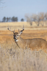 Naklejka premium Buck Whitetail Deer During the Rut in Colorado in Autumn