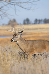 Buck Whitetail Deer During the Rut in Colorado in Autumn