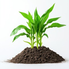 Fresh Green Plant Growing in Rich Soil Isolated on White Background