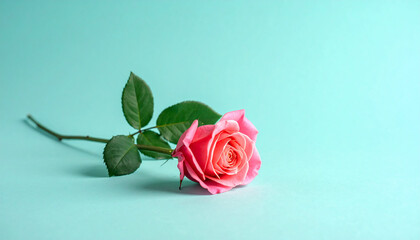 Pink Rose on Blue Background