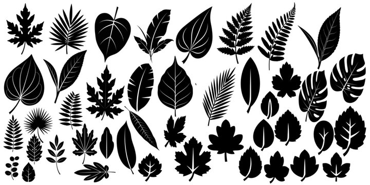 Collection of various leaf silhouettes in different shapes and sizes on white 