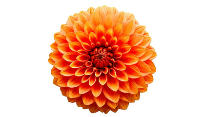 Close-up of a fully bloomed orange dahlia flower, with intricate petal layers, isolated on t.png