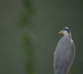 Fototapeta premium Grey heron waiting for prey