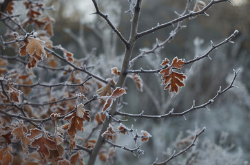Branches of a tree with leaves covered with frost. Winter.