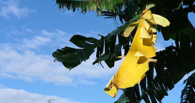 Golden Leaf under the Blue Sky: An eye-level view of a vibrant yellow leaf, delicately hanging amidst other green leaves against a backdrop of a clear, cloud-speckled, brilliant blue sky.