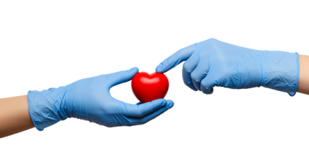 Hands wearing blue gloves gently holding and pointing at a red heart on transparent background.