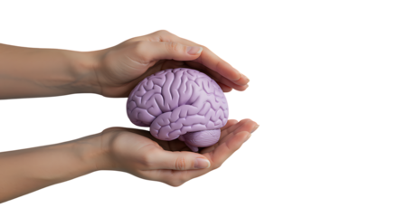 Hands gently cradling a purple brain model symbolizing care and mental health on transparent background.