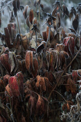Dry brown leaves of the plant, covered with frost. Winter.