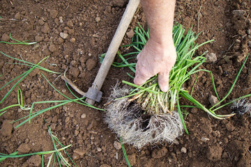 Hand planting green onions in rich soil