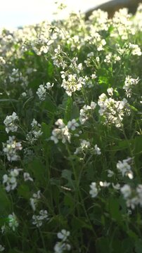 Vertical video of the movement of a wild white flower in a field in spring. Variety: Diplotaxis erucoides