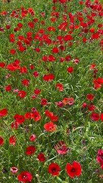Vertical video of a field of red poppies in full bloom during spring. Bright natural colors and gentle movement create a fresh and vibrant countryside scene. Ideal for spring, nature and seasonal