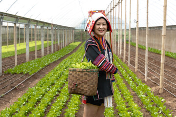Akha hilltribe woman in traditional Akha costume working in lettuce salad greenhouse