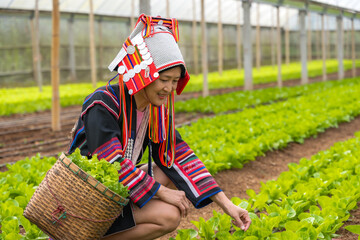 Akha hilltribe woman in traditional Akha costume working in lettuce salad greenhouse