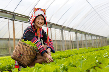 Akha hilltribe woman in traditional Akha costume working in lettuce salad greenhouse