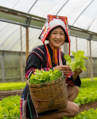 Akha hilltribe woman in traditional Akha costume working in lettuce salad greenhouse