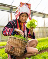 Akha hilltribe woman in traditional Akha costume working in lettuce salad greenhouse