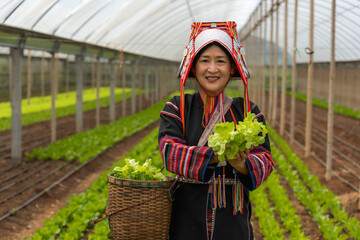 Akha hilltribe woman in traditional Akha costume working in lettuce salad greenhouse