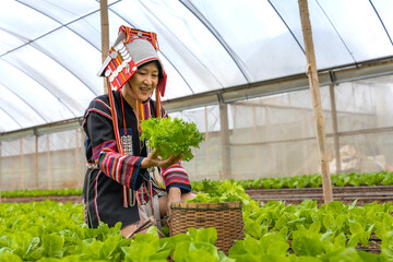 Akha hilltribe woman in traditional Akha costume working in lettuce salad greenhouse