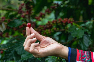 Close up hilltribe woman picking fresh coffee cherry on tree in coffee plantation
