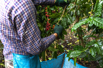 Close up coffee farmer picking red organic coffee berry on tree in coffee plantation