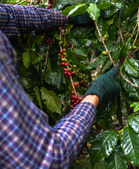Vertical coffee farmer picking red organic coffee cherry on tree in coffee plantation