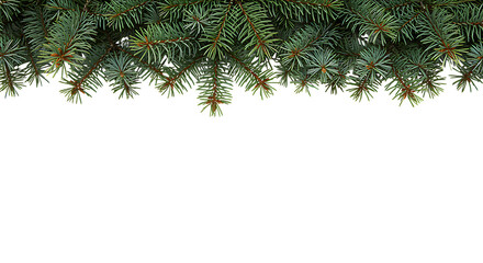 A lush arrangement of evergreen pine branches creates a festive border on transparent background.