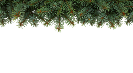 A lush arrangement of evergreen pine branches creates a festive border on transparent background.