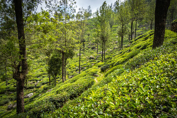 Fototapeta premium tea plantations, estates, tea, cultivation, terraces, haputale, highlands, sri lanka, ceylon