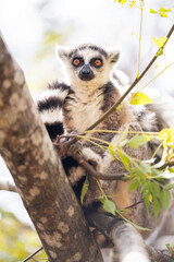 Fototapeta premium Ring tailed lemur sits on a tree branch in Madagascar