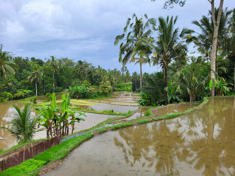 Rizi&egrave;res, R&eacute;gion de Penebel, Bali, Indon&eacute;sie